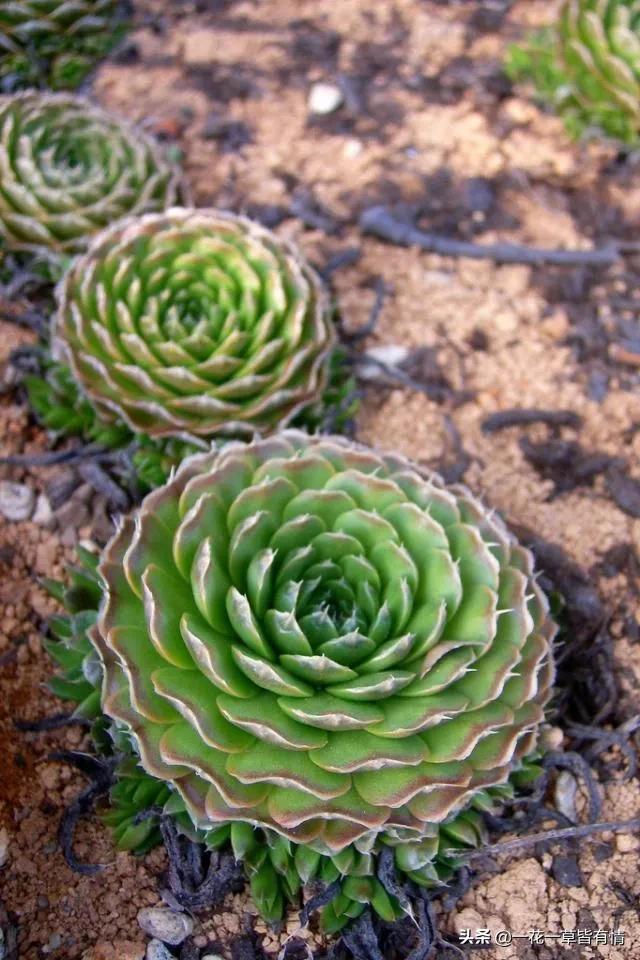 你们小时候都在河边捡到过的东西,重温儿时的记忆来河边捡到宝了