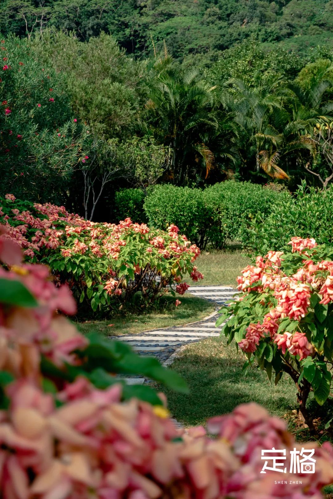 深圳湾流花山花海,深圳蝴蝶谷花海图片