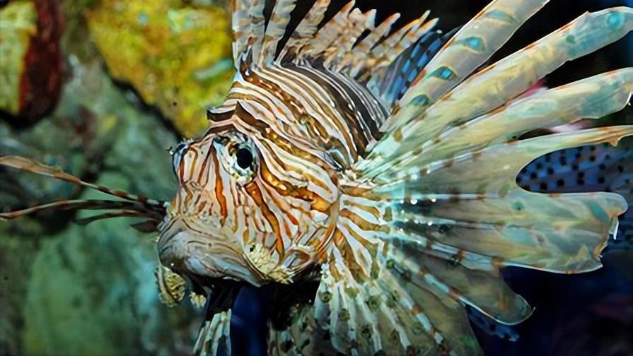 比巨齿鲨更恐怖的十种海怪,比巨齿鲨可怕的六种海怪