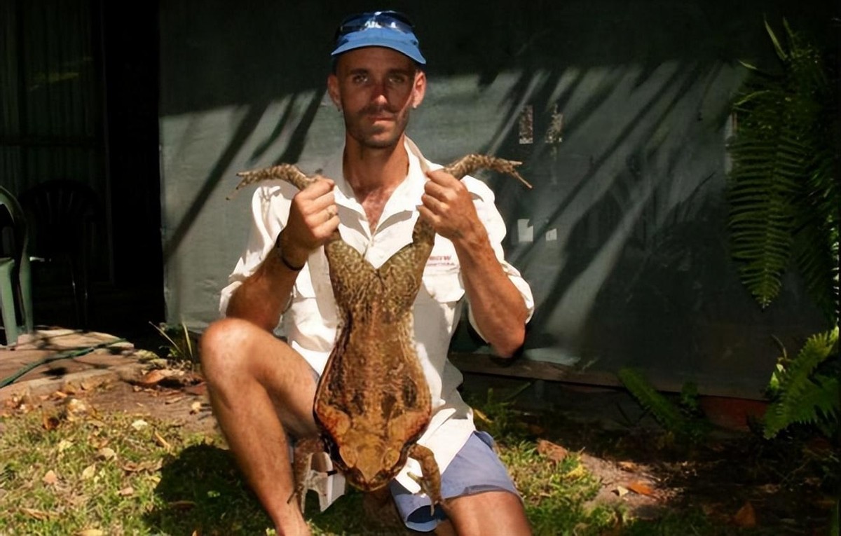 天鹅把*粟罂**当油菜吸嗨了，狗舔癞蛤蟆上瘾，动物吸毒有什么后果？