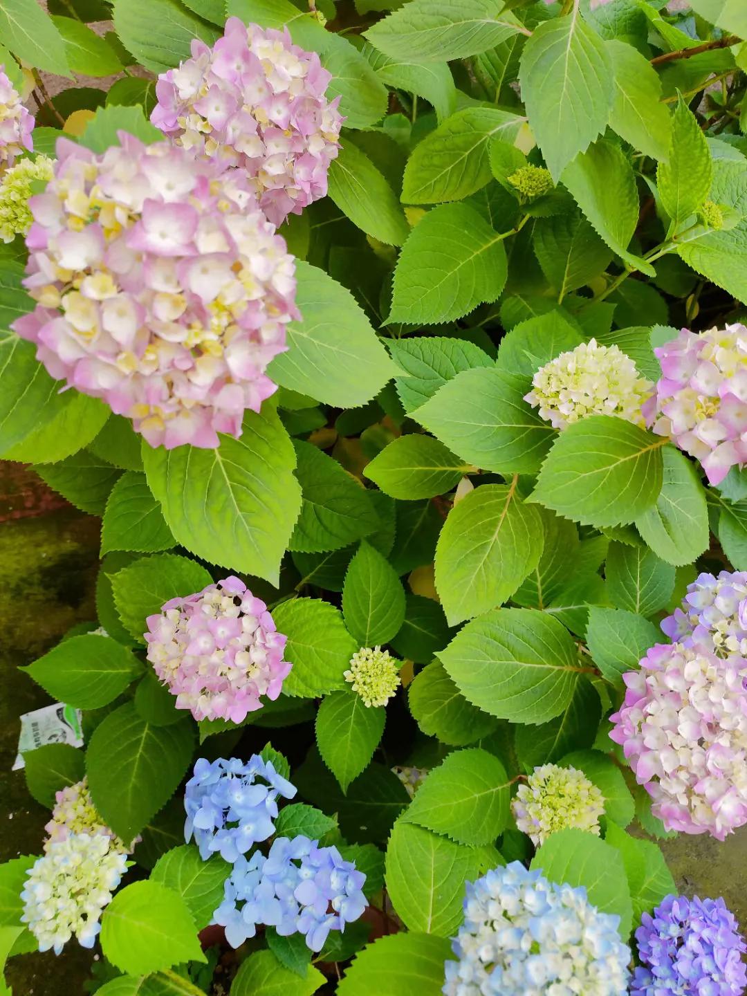 五菱缤果2024价格,五菱缤果落地价是多少