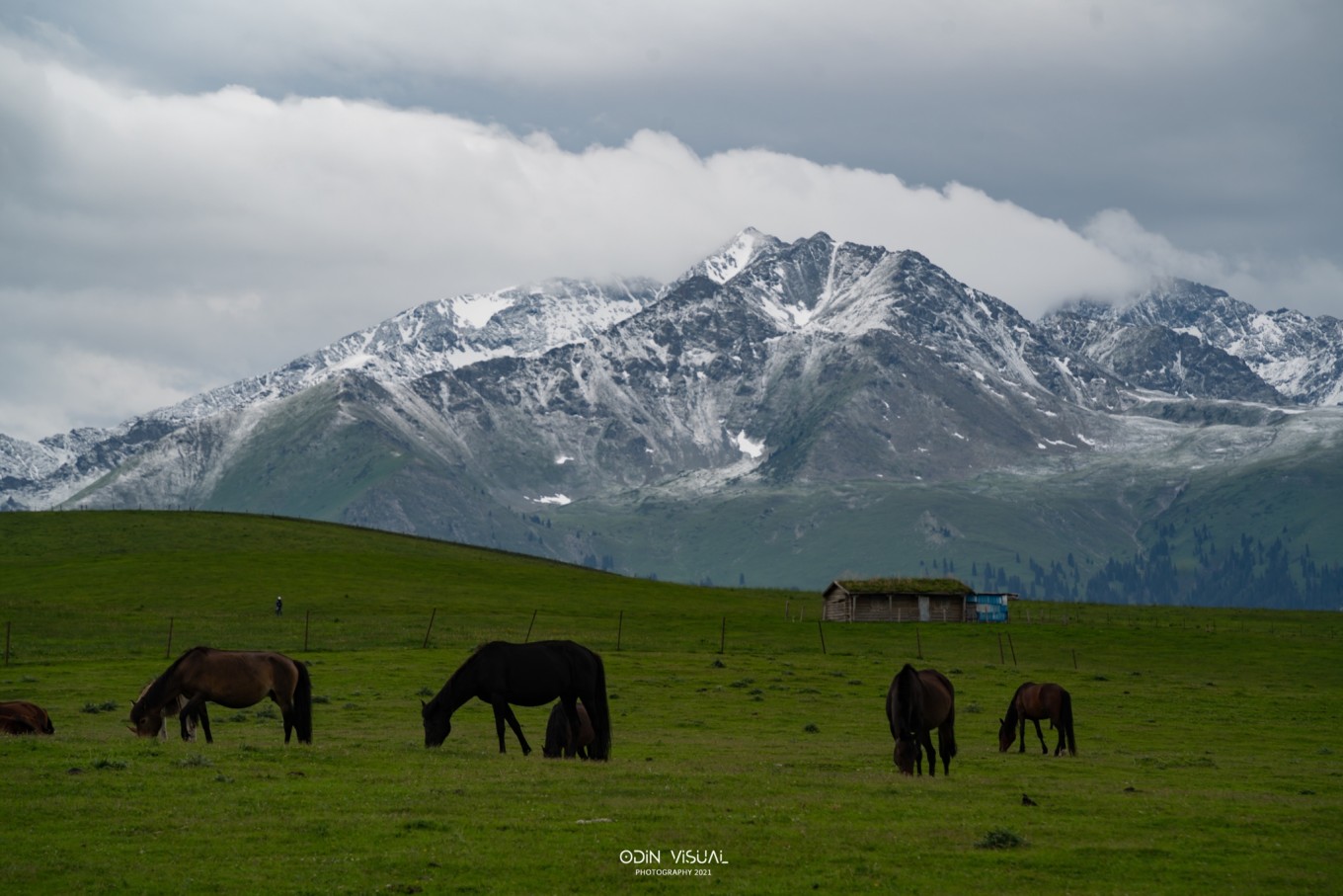 新疆伊犁之美,走了一圈才发现世界万物远不及你