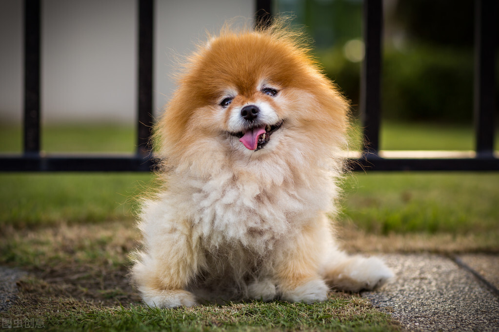 养博美犬前要注意什么细节,养博美犬的千万要注意这几件事