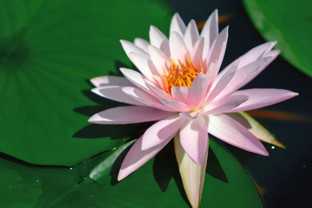 小暑已至！夏日顶流登场，一池荷风，满院莲香，惊艳了整个夏天！