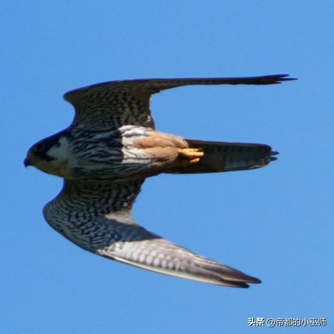 猛禽vs特雷德,2023猛禽和2022款有啥区别