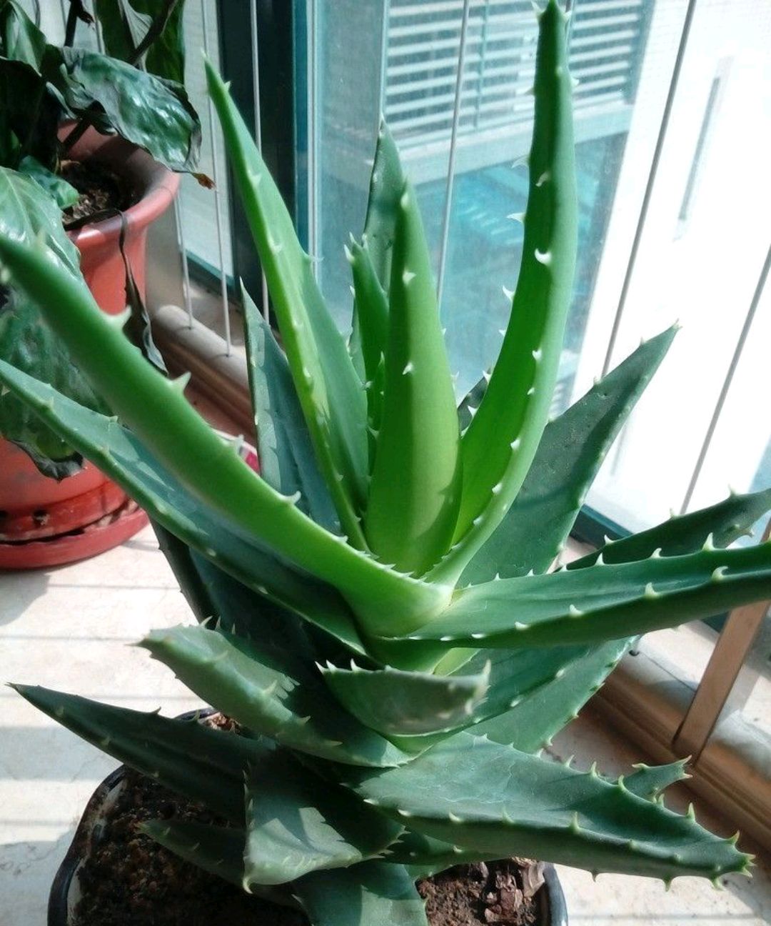 喜欢养花的人更养人,喜欢养花的能不能养猫