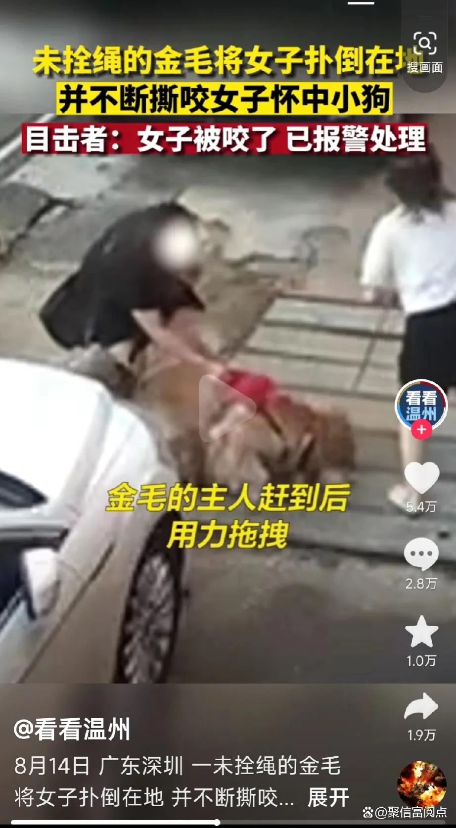深圳无绳金毛突袭！狂暴金毛撕咬女子怀中小狗，惊险一刻引发热议