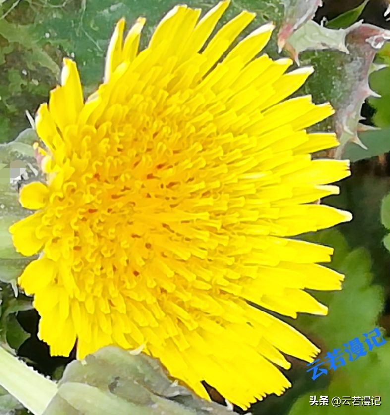 田园春色原创,春天田园春色