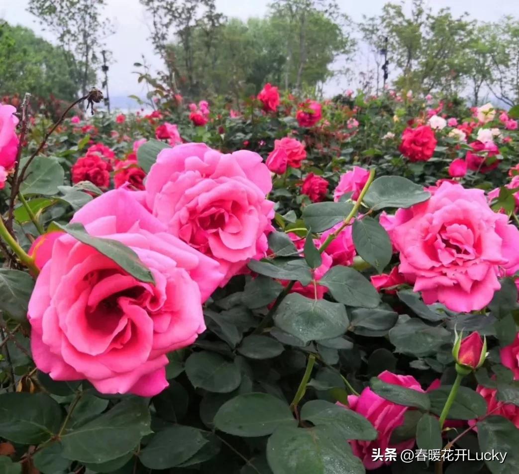 花红花火中的花火,火黄色月季花