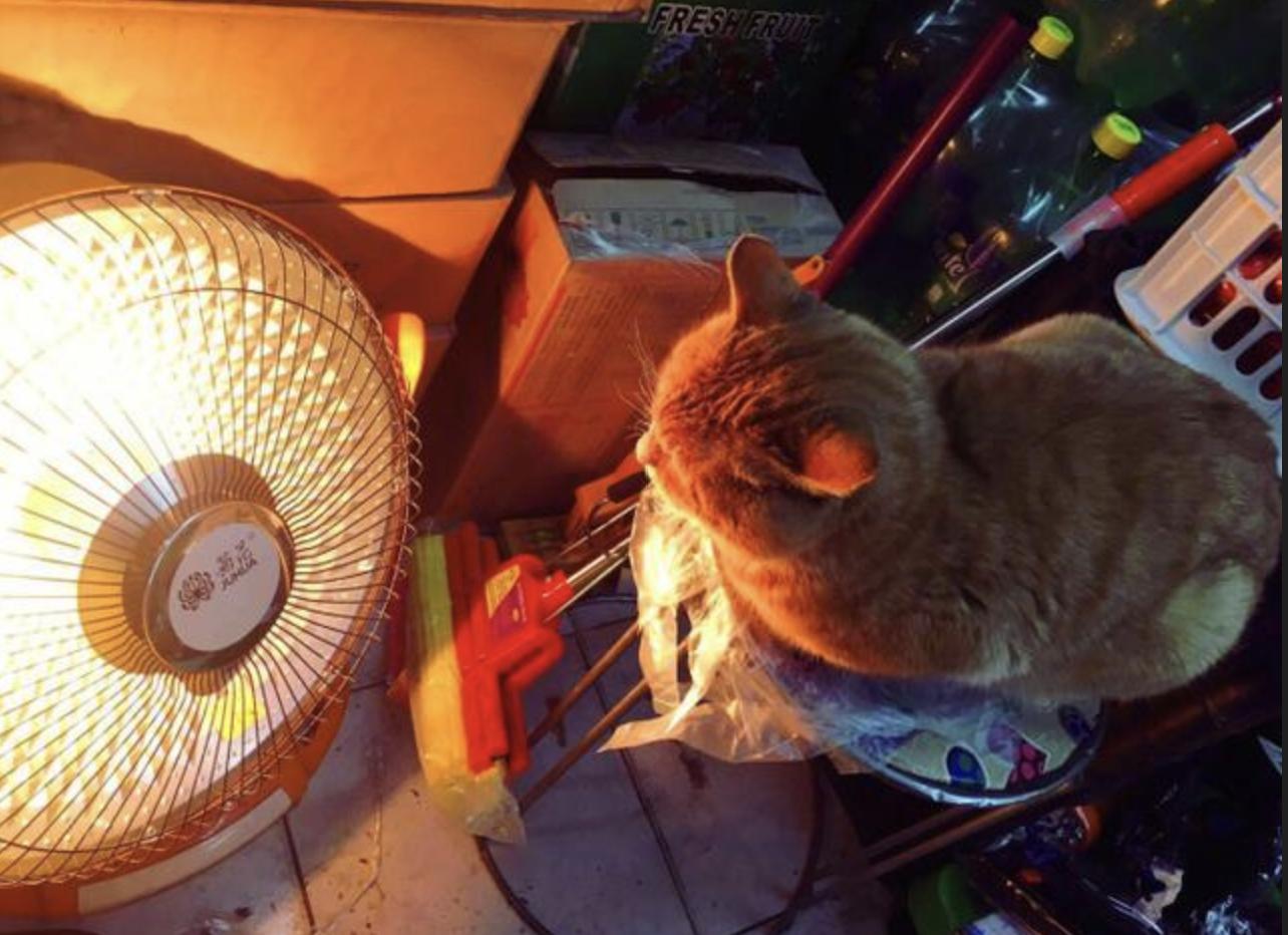 天气一冷猫就打喷嚏流鼻涕不吃饭,天气一冷猫就会失去爪子