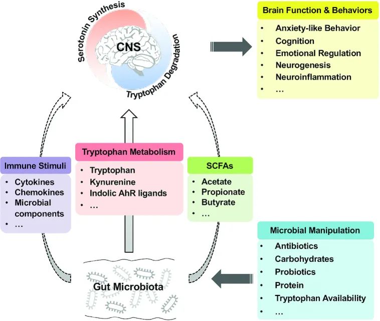 色氨酸代谢,色氨酸分解快会干嘛