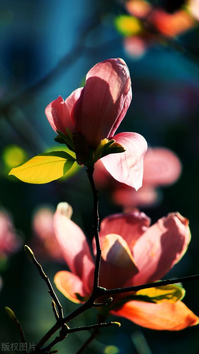 拍摄技巧如何拍摄好看的花卉照片,拍摄花卉技巧大全图片
