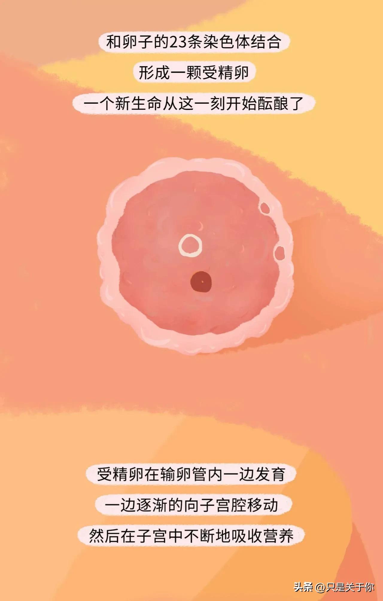 漫画：精子进入女生体内的全过程