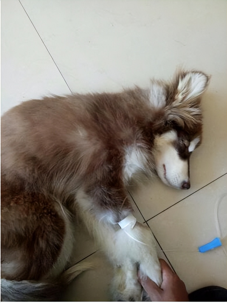 别放弃，细小不是绝症！看完你也能救狗命！