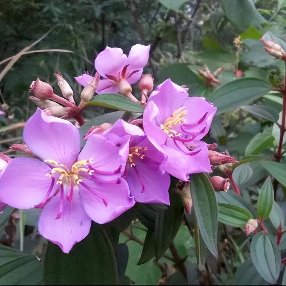 石老虎下山豹牙郎出没一片红