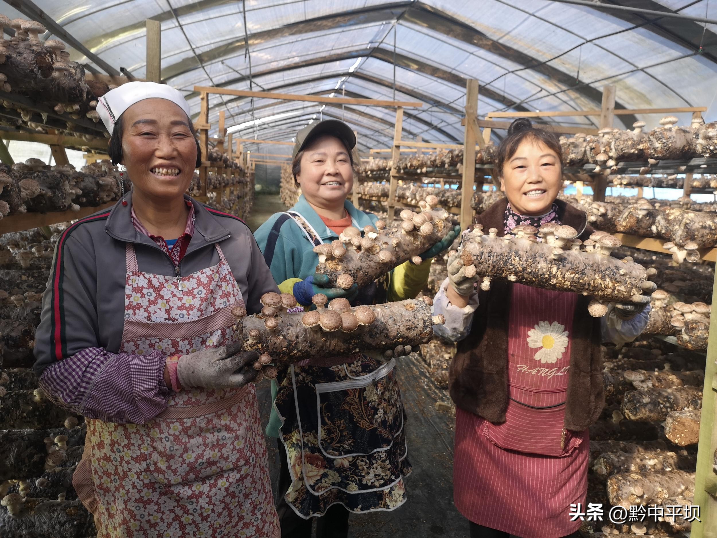 大方达溪镇香菇基地群众采摘忙,平坝区香菇种植