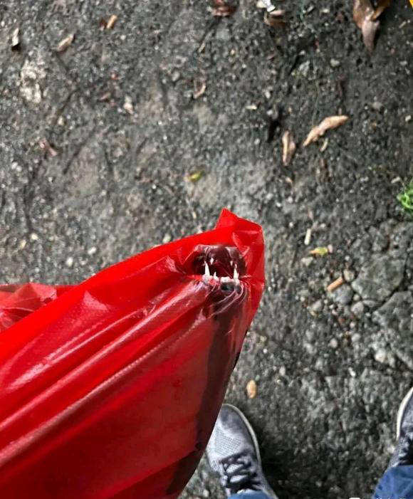 被鱼咬了在线求助！钓友们人均庸医，方案笑死个人