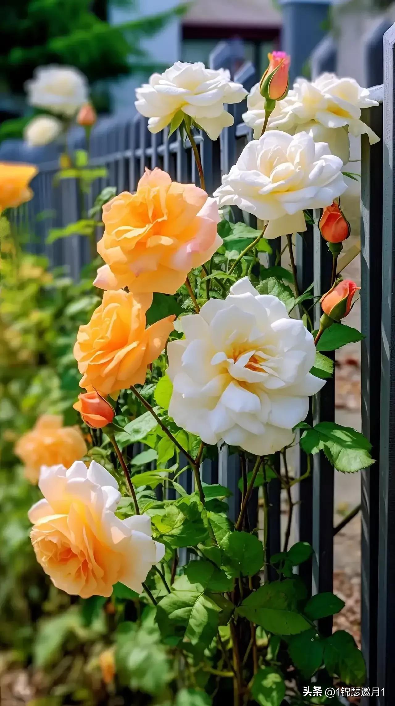 七月的夏天让生活慢下来图片,分享一个夏天的照片