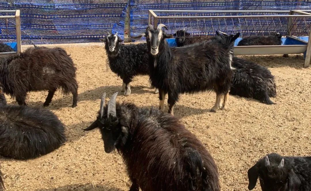 95后女大学生辞职返乡种地,95后女生返乡创业养鹅