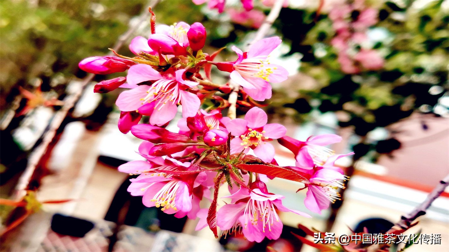 阡陌红尘岁月荏苒,阡陌红尘经典语录