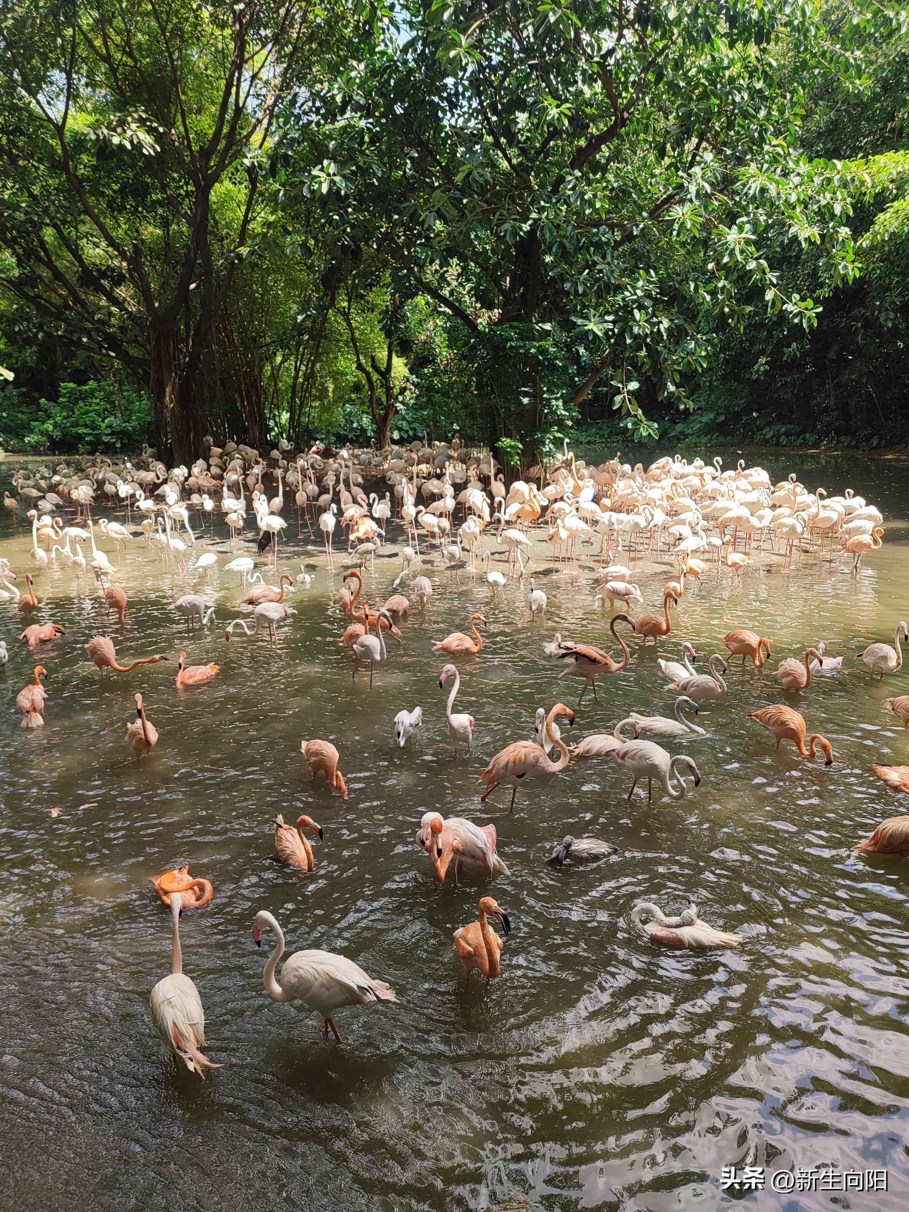 长隆野生动物园两大一小,长隆野生动物园一家三口
