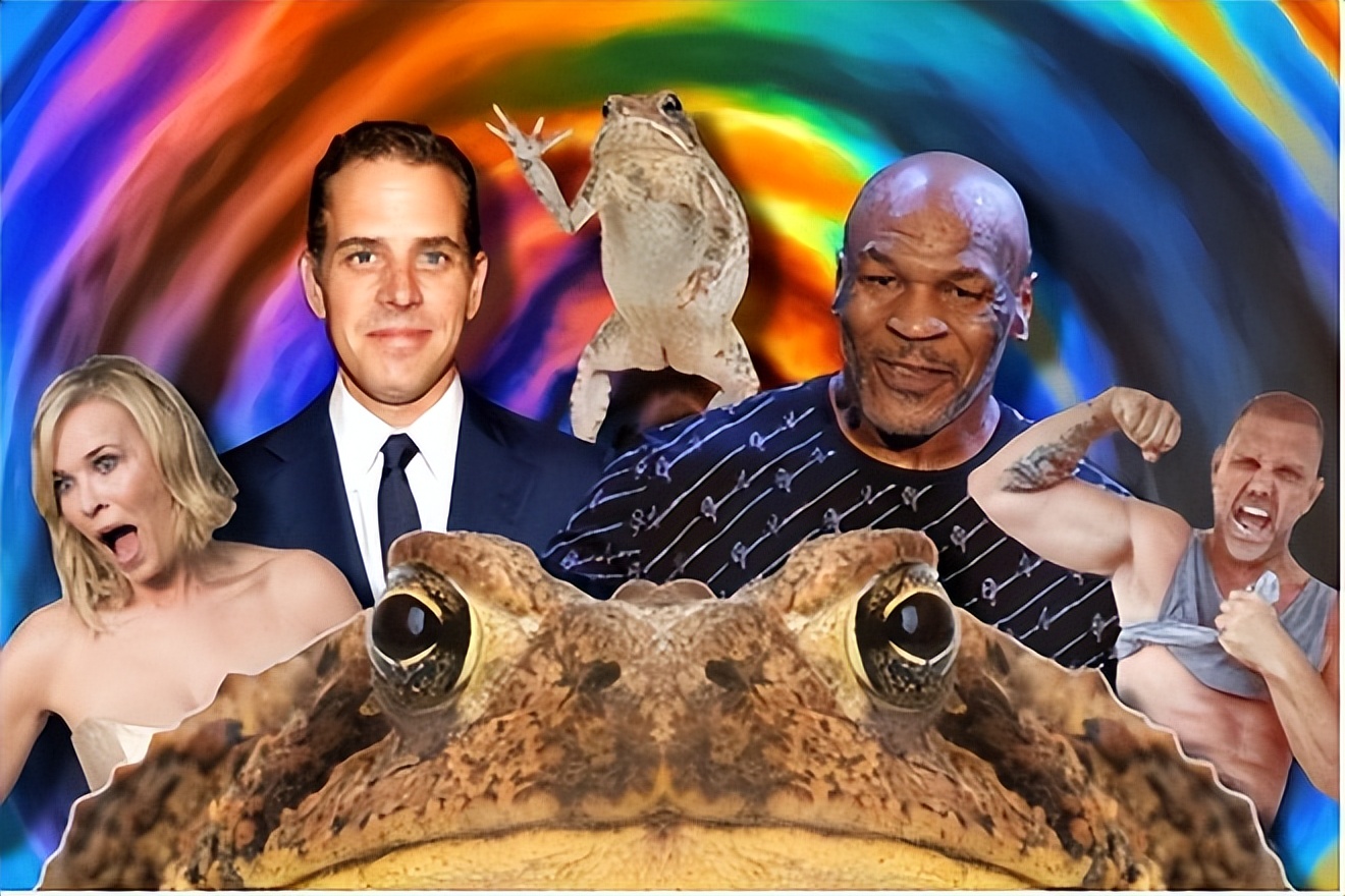 癞蛤蟆的毒有多可怕,癞蛤蟆毒素上瘾