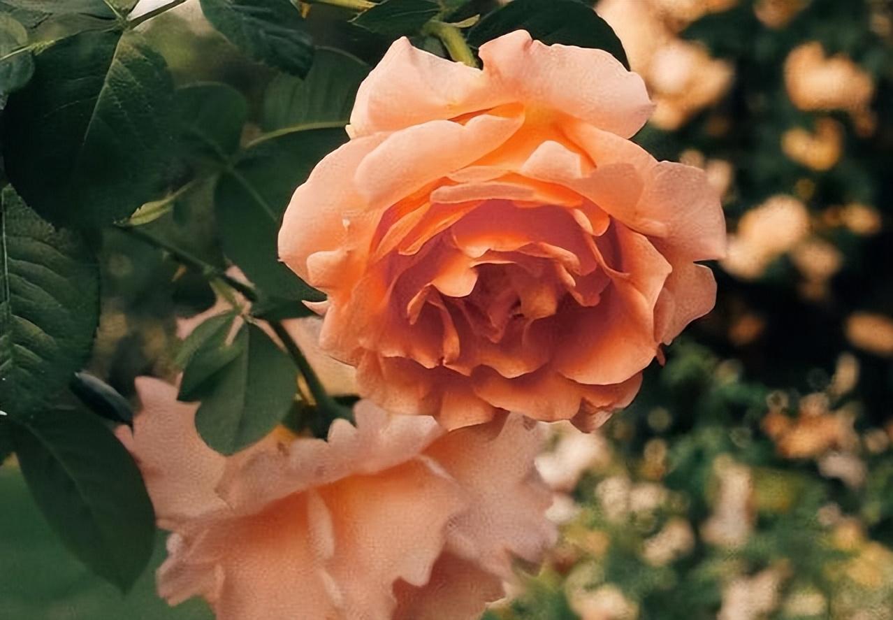 想让女人对你爱不释手,如何让女人对你情不自禁