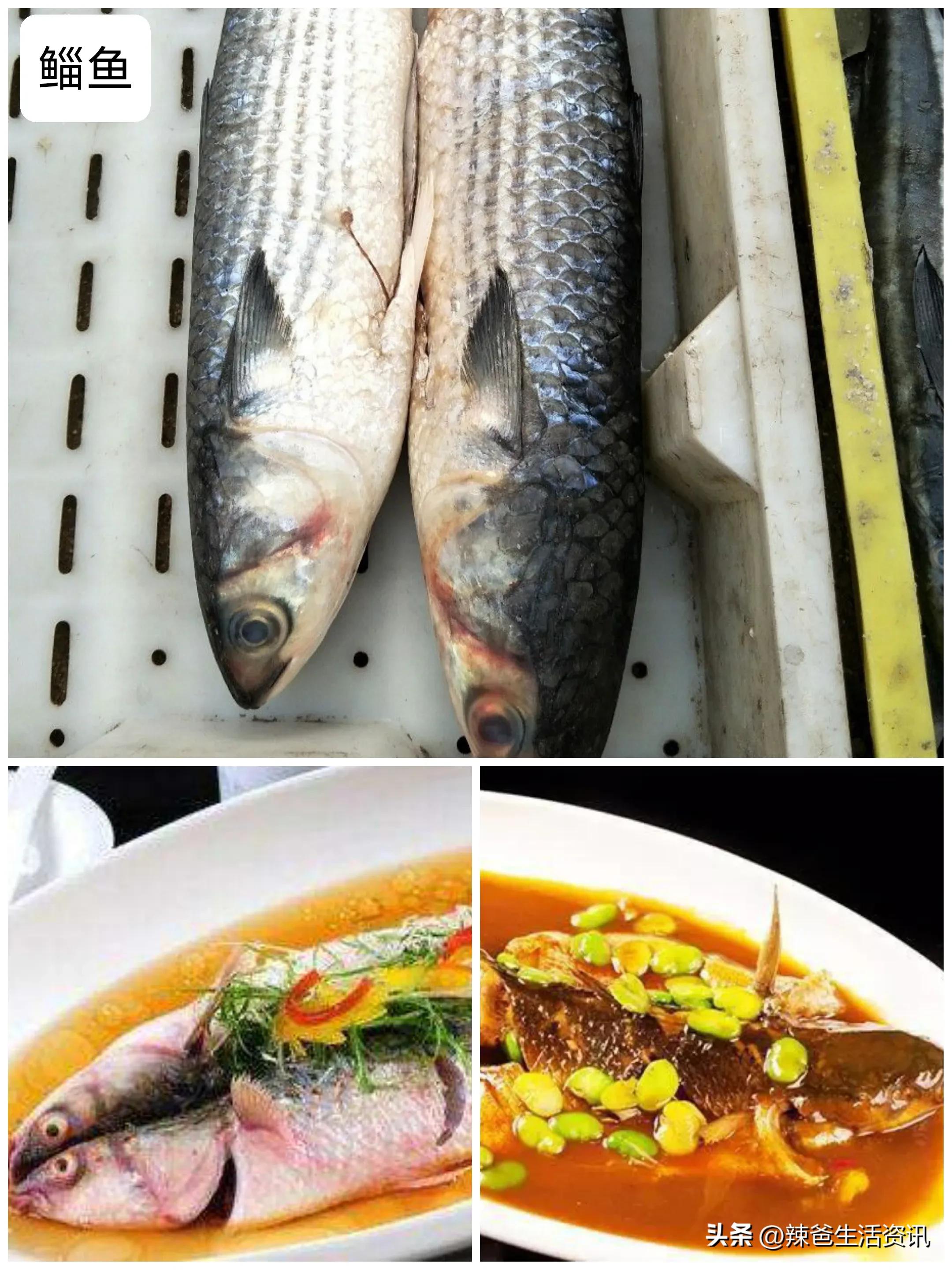 好吃不贵的野生海鱼,十种好吃不贵的正宗海鱼