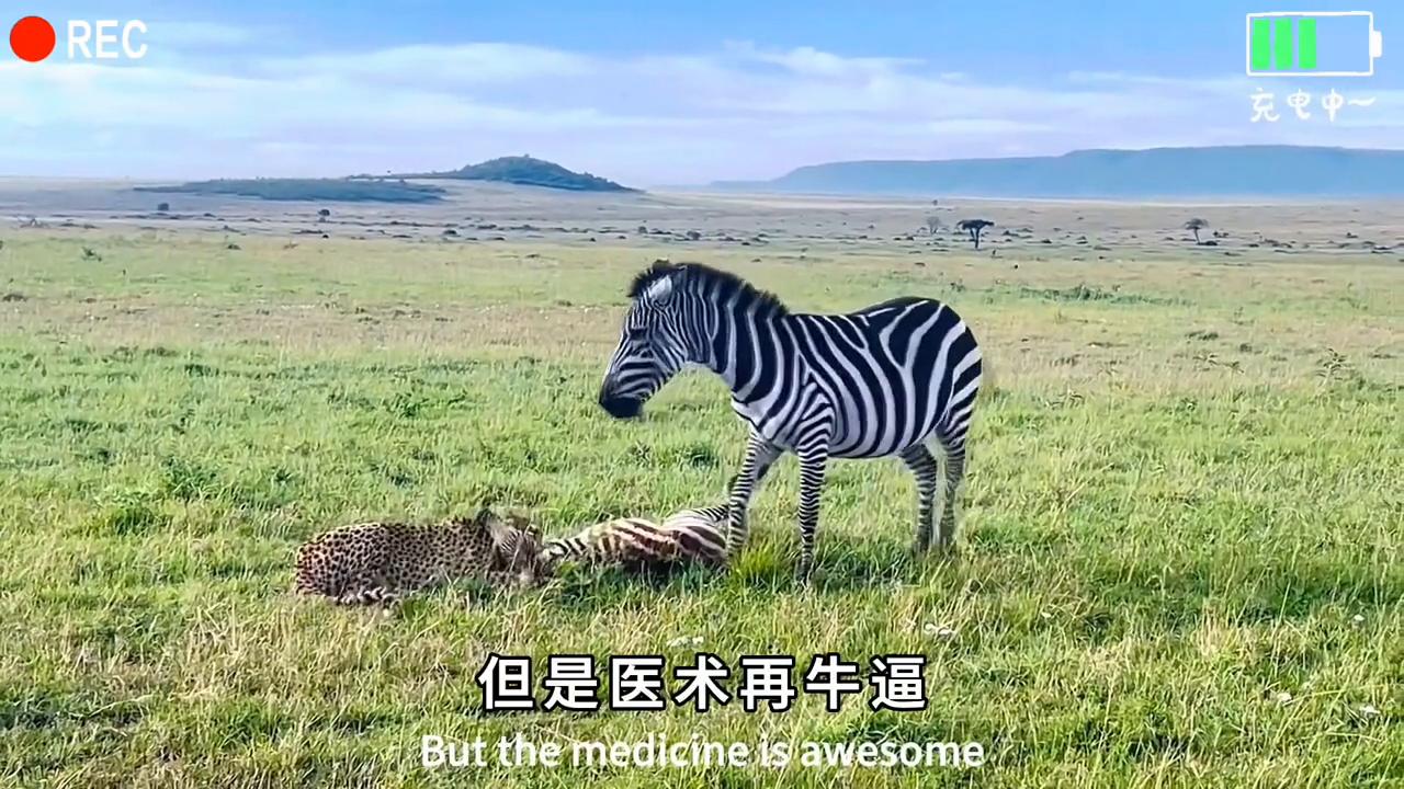 论敬业还得是打工豹#动物世界