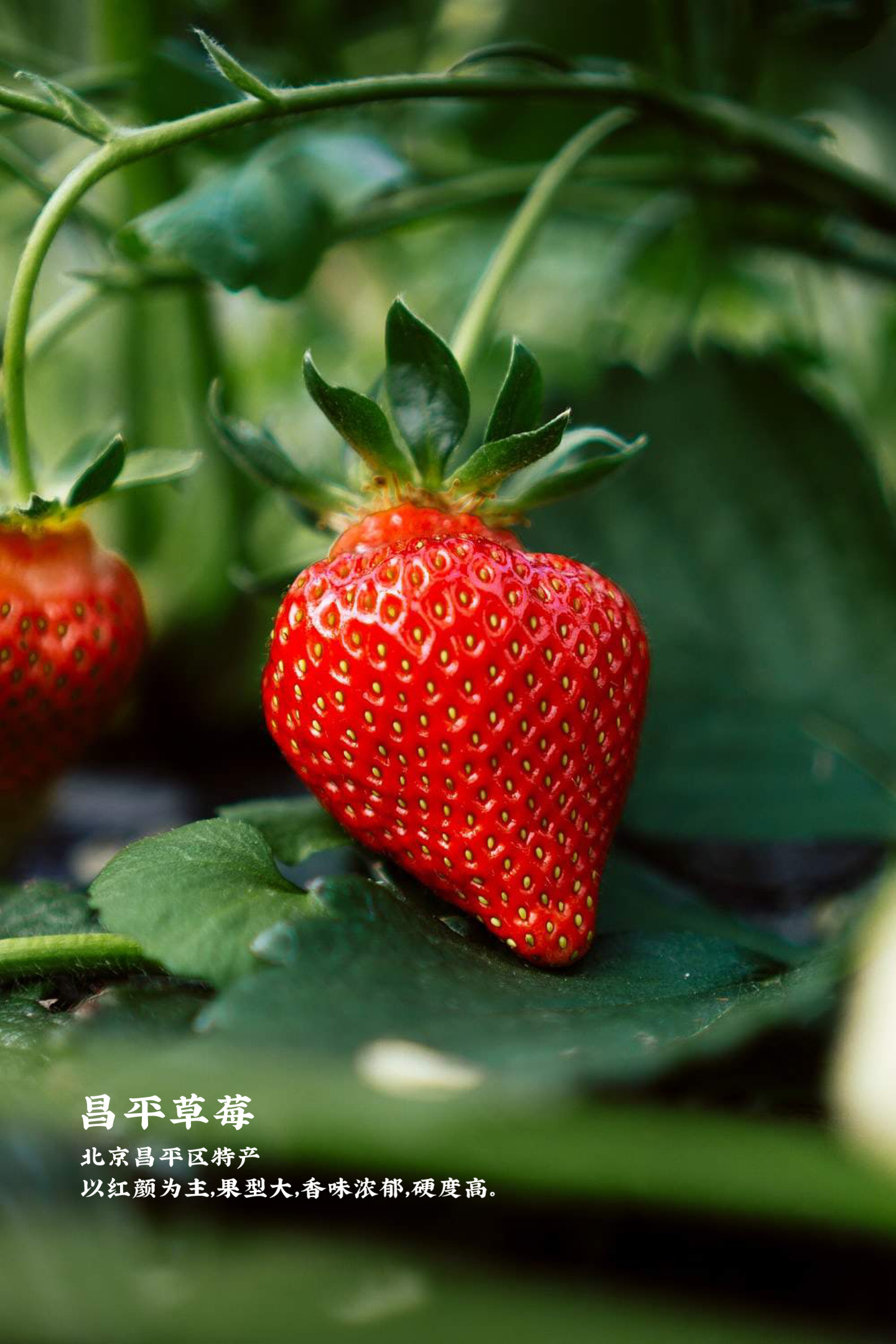 12月现在季节吃什么水果,12月什么水果最好吃最便宜