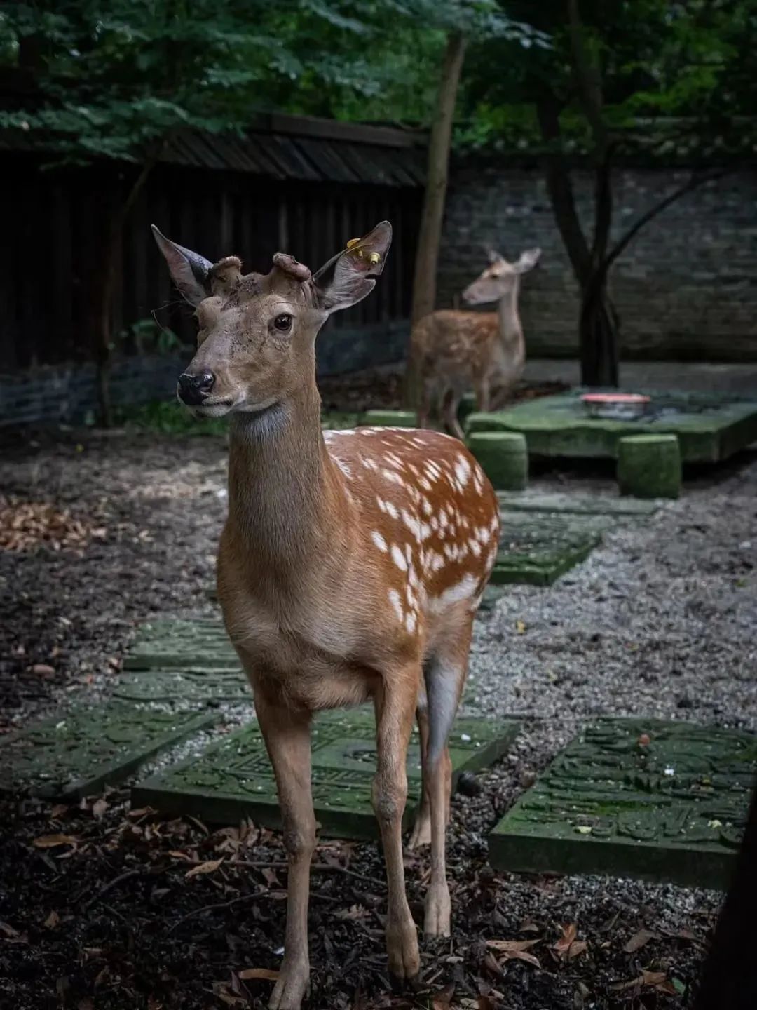 褰窞鐧介箍灏忛晣闇嶆牸娌冭尐,褰窞闇嶆牸娌冭尐