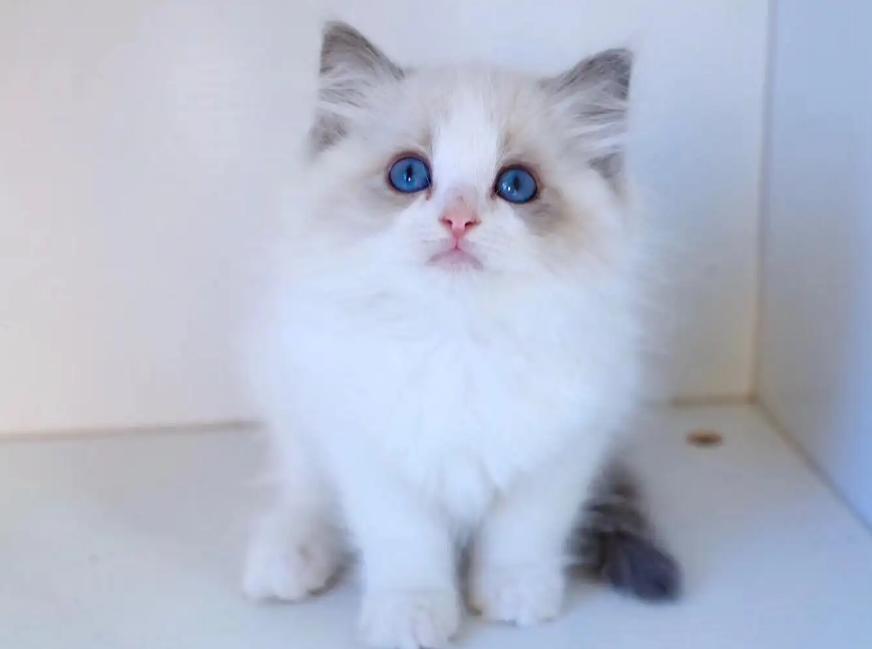 布偶猫的优点和缺点,布偶猫真的很不好养吗