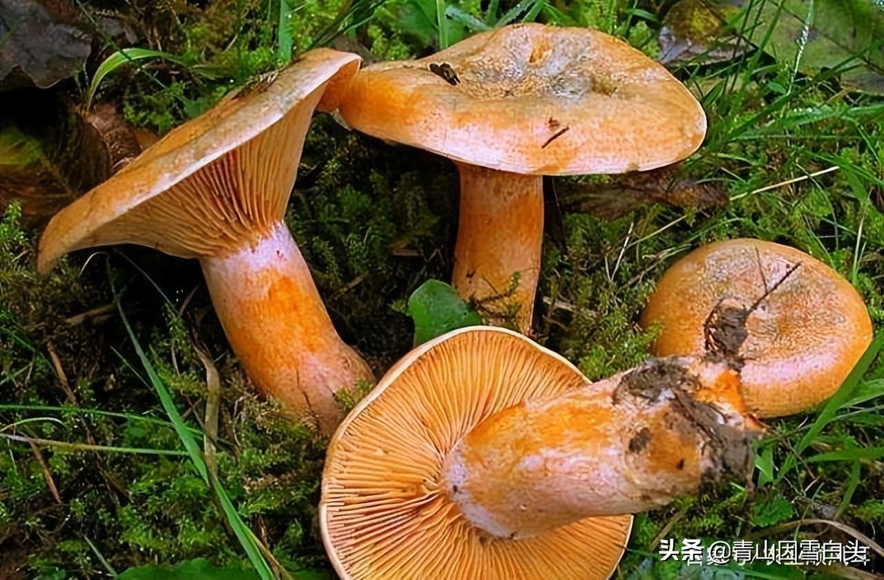 前景好的4个农村创业项目,十大适合目前农村创业的项目