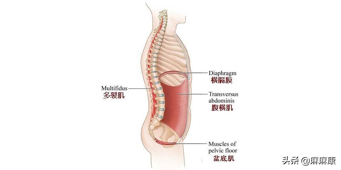 女性盆底容易出现哪些问题,盆底健康科普知识