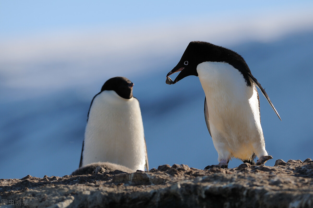 探险南极纯净世界里的可爱企鹅,南极旅游真正的企鹅