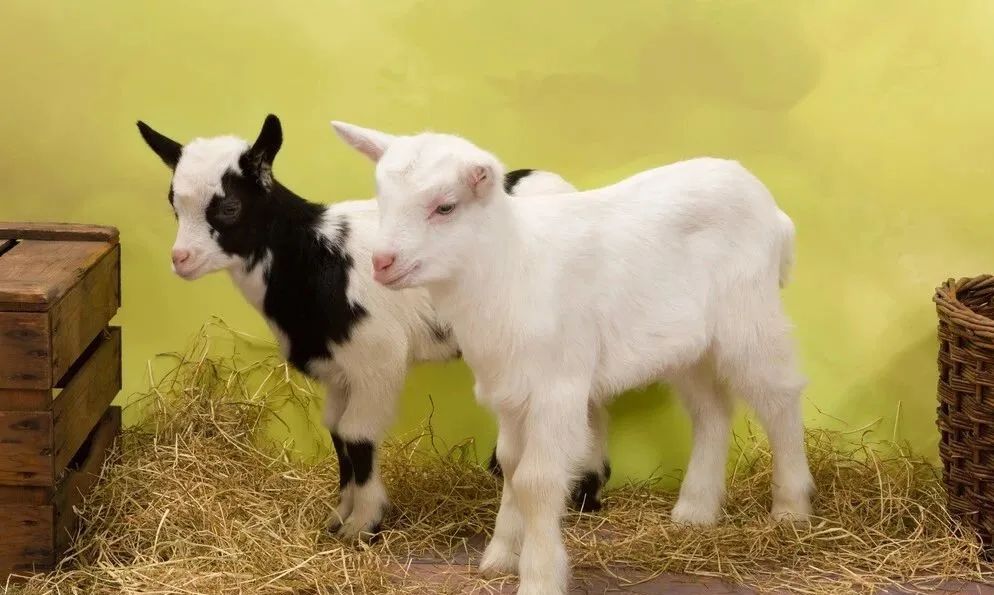 每日一学疾病,布鲁氏菌病的症状