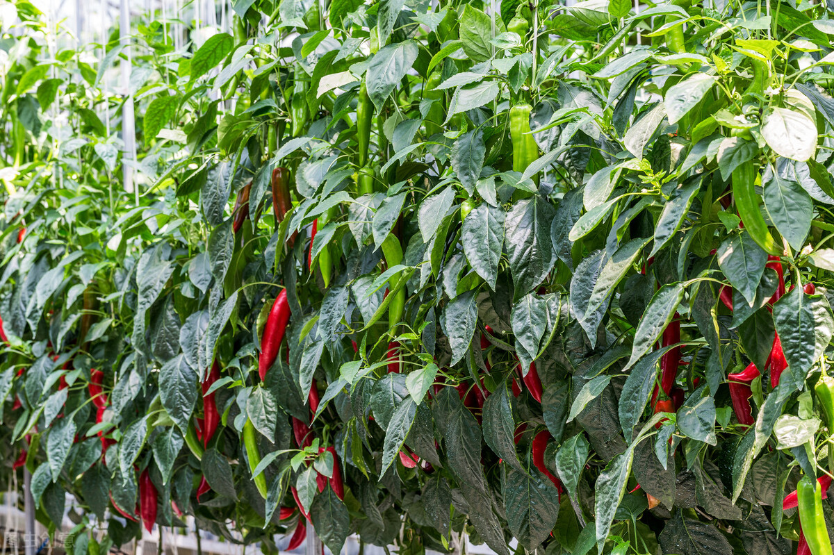 农业辣椒病毒病怎么治疗,辣椒病毒病的识别与防治方法