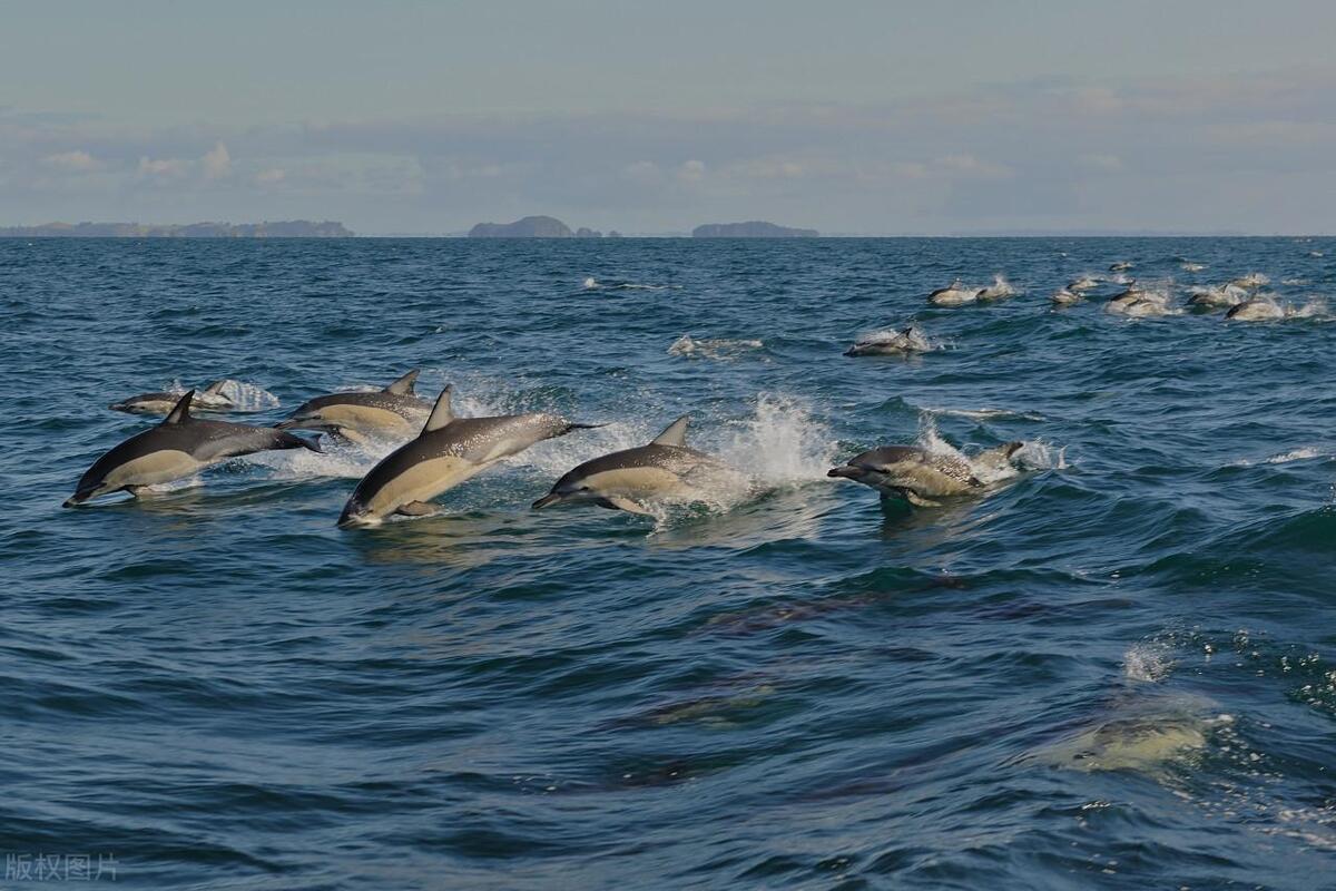 海豚为什么会救人的故事,海豚为什么会救海里的人