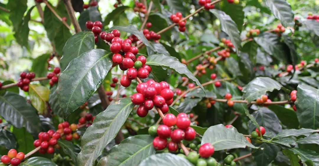 巴西咖啡为什么叫巴西咖啡,巴西咖啡的发展历史