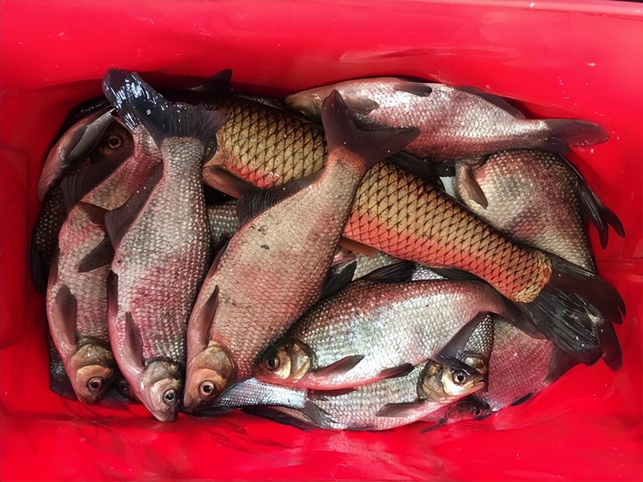 钓鱼泥鳅党被抓,惩治泥鳅党现场