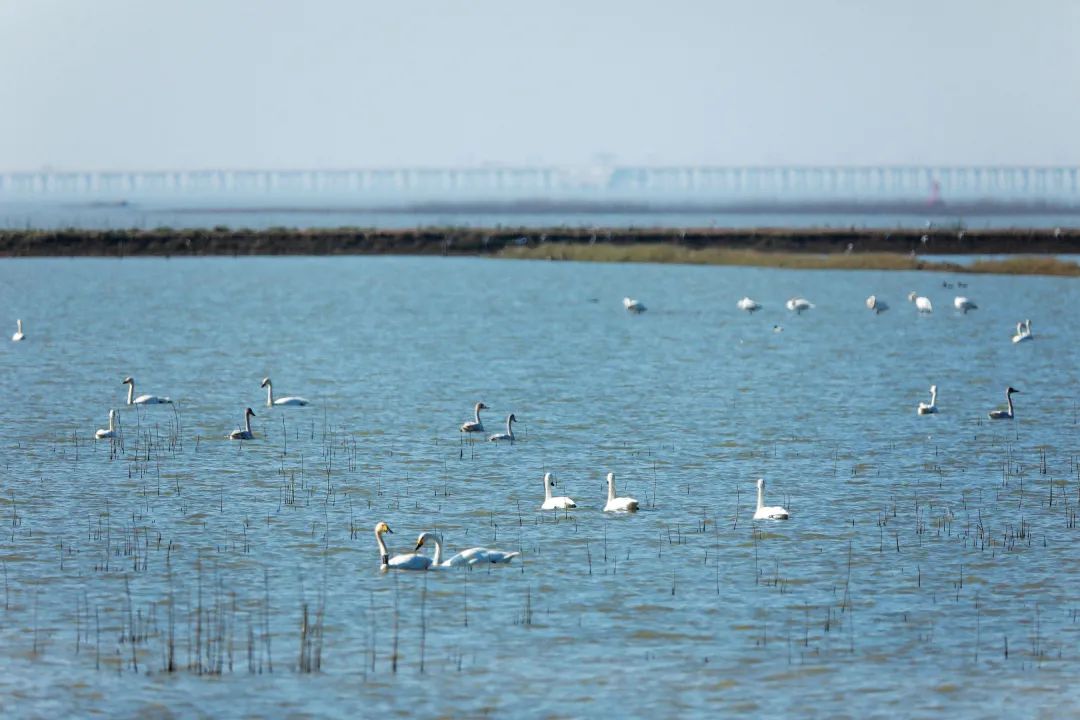 南京景色视频,南京景色作文