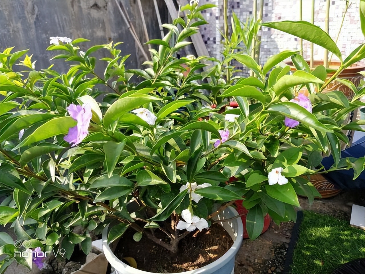 80多岁老爷子为初恋，种了满院的茉莉花，每次花开，都是一种浪漫