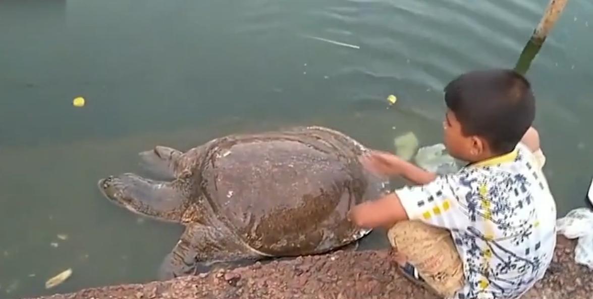 巴西龟是入侵物种为什么还要养,巴西龟可以吃蓝色小龙虾吗