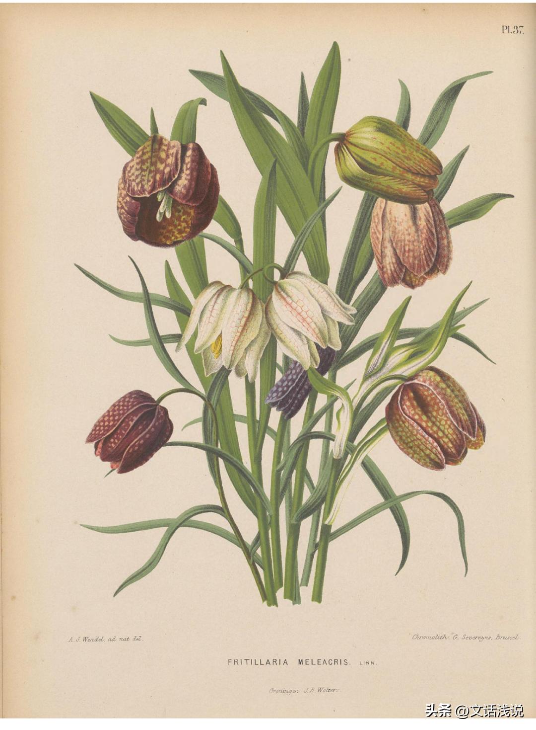 陟彼阿丘言采其蝱是什么意思,陟彼阿丘言采其蝱