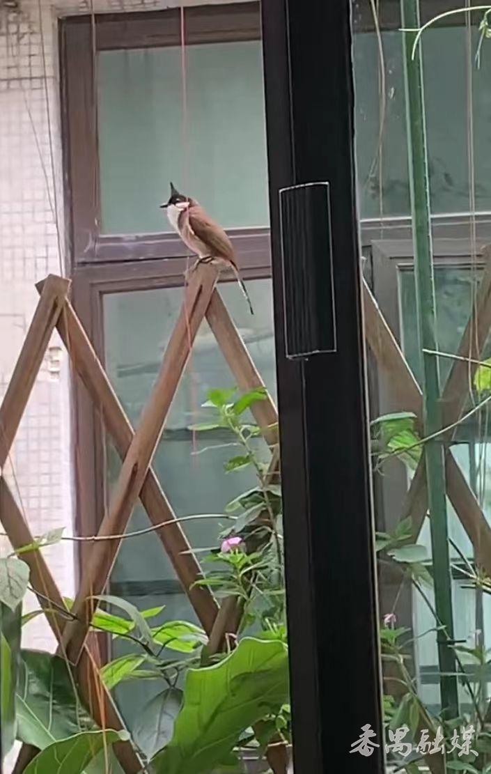 野生鸟类保护幼崽,农村常见的鸟类保护动物