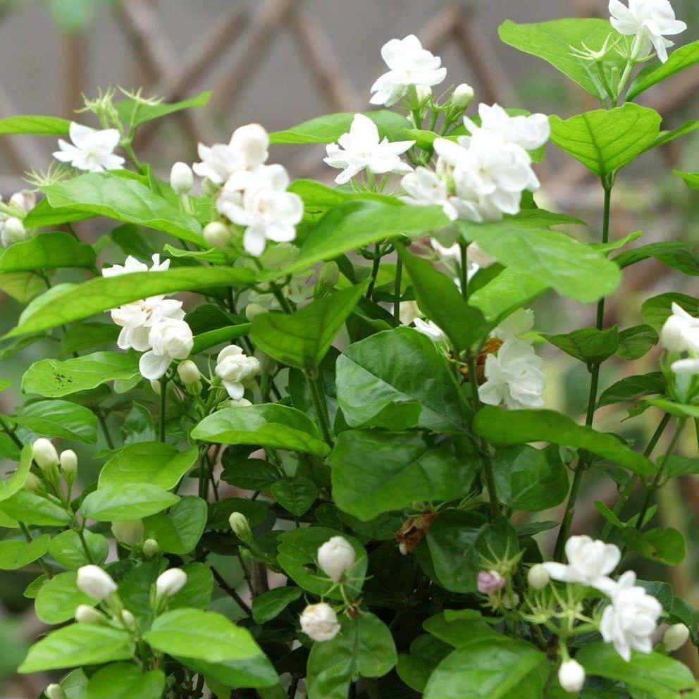 4种花，香味独特颜值无敌，家中放一盆，满屋花香，让人心旷神怡