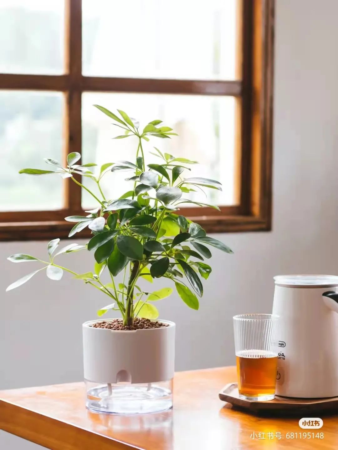 办公室必买的绿植,适合办公室的大型绿植大全