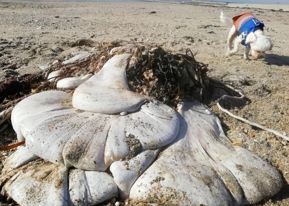 最神秘的鲸鱼铲齿中喙鲸,最神秘的喙鲸