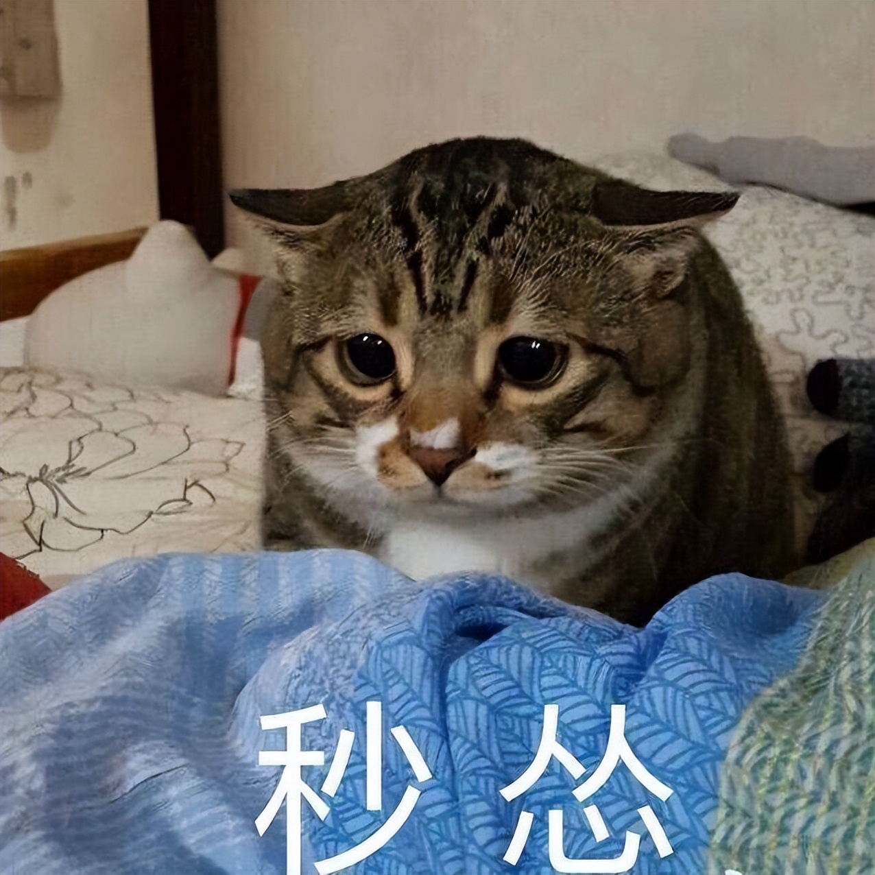 寿命最短的猫排名,寿命最短的猫