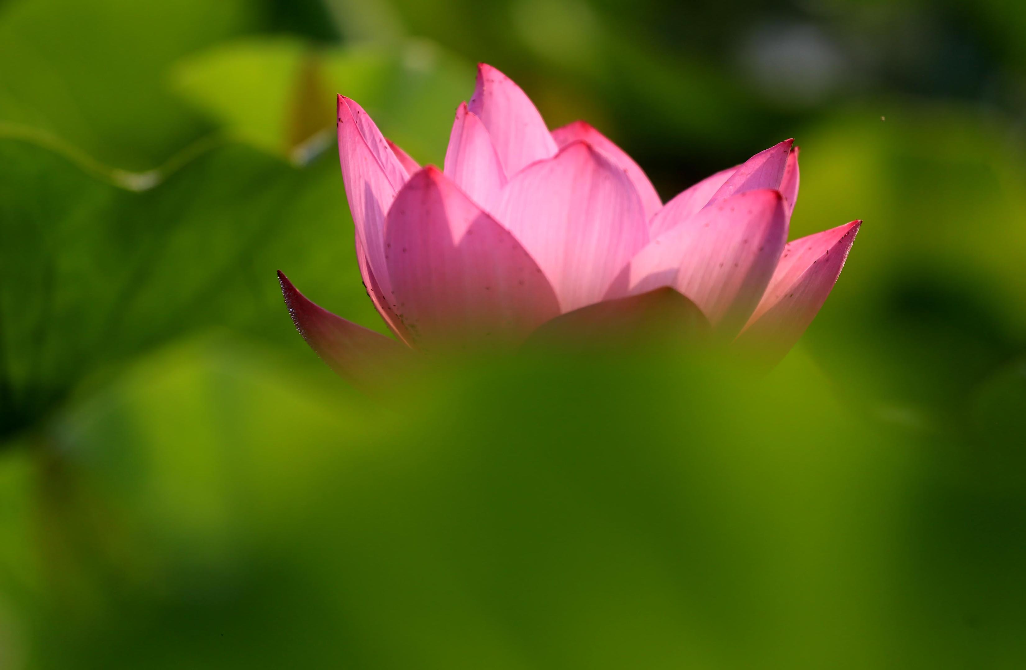 淮阳龙湖荷花何时开,中国淮阳龙湖赏荷花